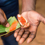 farm worker on zanzibar spice plantation presenting freshly harvested annatto food coloring seed during a guided spice tour